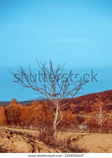 Naked Tree Fall Landscape Stock Photo Shutterstock