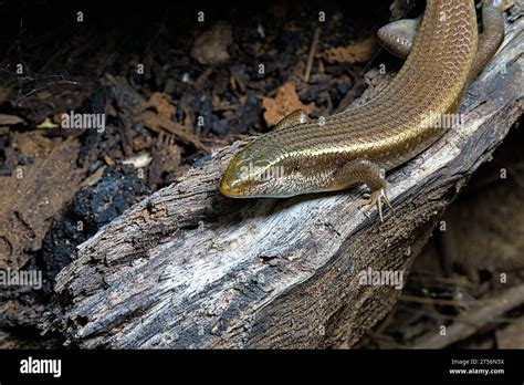 Common Garden Skink Hi Res Stock Photography And Images Alamy