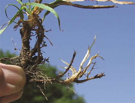 Quackgrass Weedalert