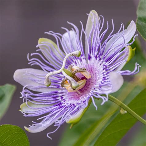 Пассифлора – описание, уход в домашних условиях, виды