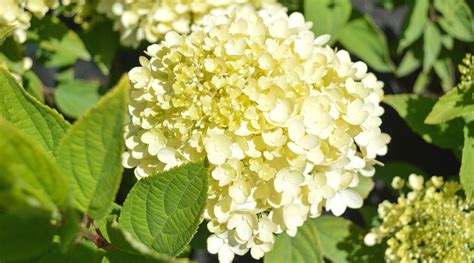 Annabelle Hydrangeas: The Easycare Shrub With Showstopping Blooms - foreverme-simin