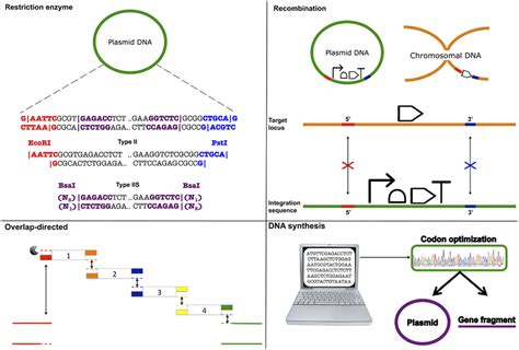 Dna Assembly Strategies Restriction Enzyme Restriction Enzymes