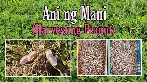 Part 2harvesting Peanut In Koreapeanut Farming In Koreapag Ani Ng