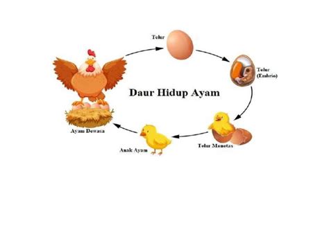 daur hidup ayam | PDF