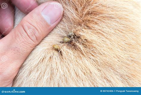 Closeup Many Ticks Or Parasitic On The Dog Pet Health Care Concept