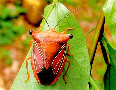 family pentatomidae ent  general entomology