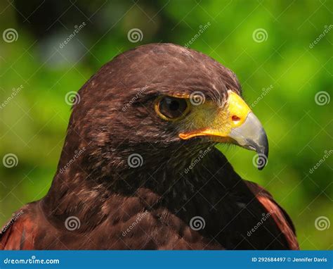 Potrait Of Harris Hawk Raptor Bird Stock Image Image Of Predator