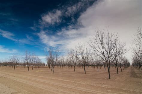 Trees In Winter Stock Photo Image Of Nude Landscape 44852792
