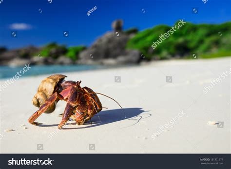 Giant Hermit Crab Pathfinder