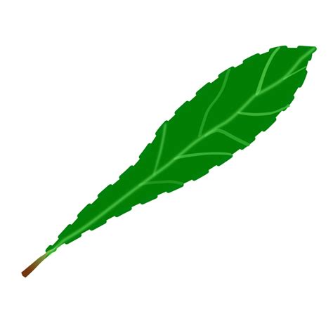 Green leaf 2 - Openclipart