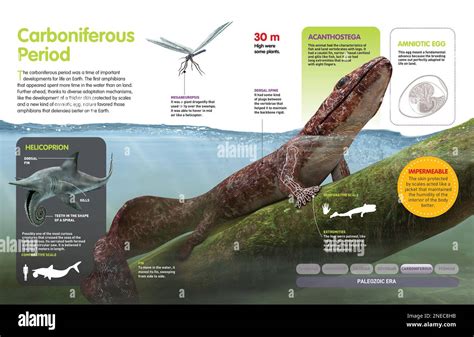 Infografía que muestra los primeros anfibios que habitaron la Tierra