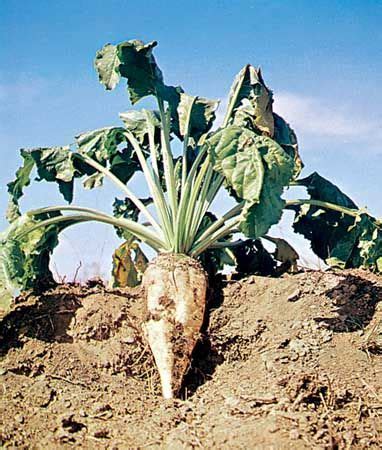 Sugar beet | plant | Britannica.com