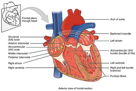 How To Read An Ecg Interpretation And Components Lecturio Medical