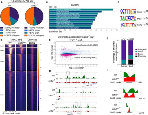 Loss Of Satb Affects Chromatin Accessibility A Genomic Distribution Of