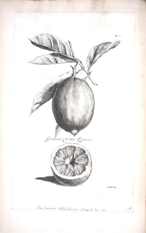 Gravure Illustration Fruit Illustration Vintage Botanical Botanical