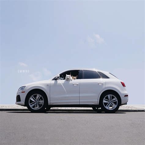 3 Ways To Save Your Pup From Motion Mayhem