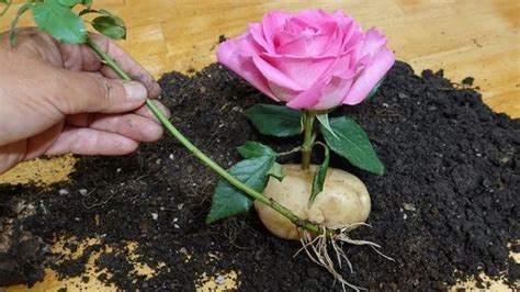 Comment reproduire des roses à partir de la tige pour en obtenir des