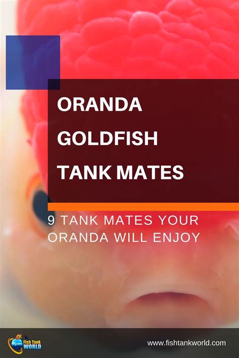 9 Safe Tank Mates for Oranda Goldfish