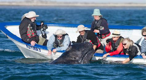 Baja Whalewatching Tours - Bajawhale.com