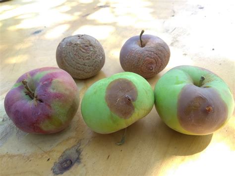 Болезни и вредители яблони (описание с фотографиями и способы лечения ...