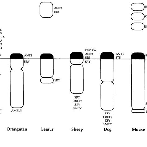 Pdf The Origin And Evolution Of The Pseudoautosomal Regions Of Human Sex Chromosomes