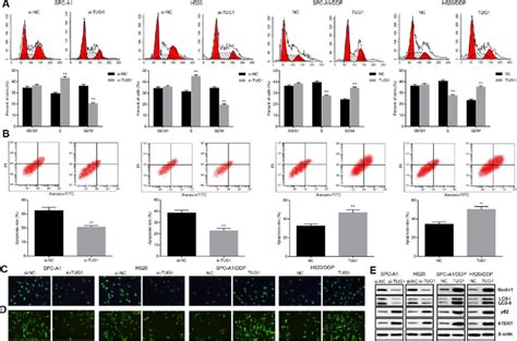 Overexpression Of Tug1 Enhanced The Apoptosis Autophagy And Senescence