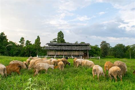 Cabras E Carneiros Que Comem Na Grama De Prado Na Exploração Agrícola