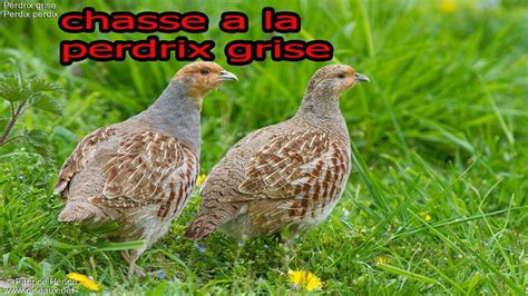 Ouverture 20172018 Chasse A La Perdrix Grise Youtube