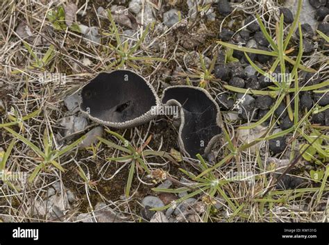 Tundra Fungi