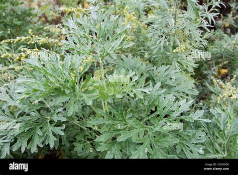 Artemisia Absinthium Gran Ajenjo O Absinth Sageworth O Absinthium