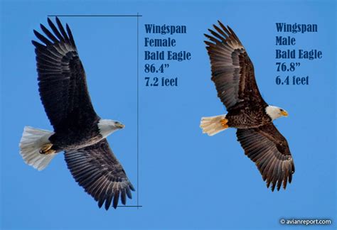 The Bald Eagle Wingspan: How does it compare to other Birds of Prey