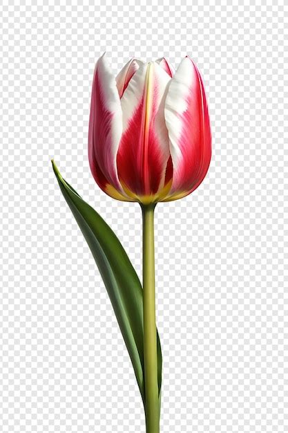 La flor del tulipán png aislada en un fondo transparente Archivo PSD