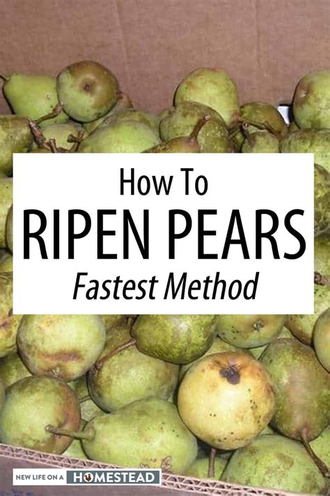 How To Ripen Pears Off Tree Back Gardener