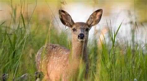 Mule deer behavior and activities - animallifehub.com