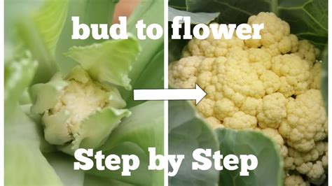 Cauliflower Plant Stages