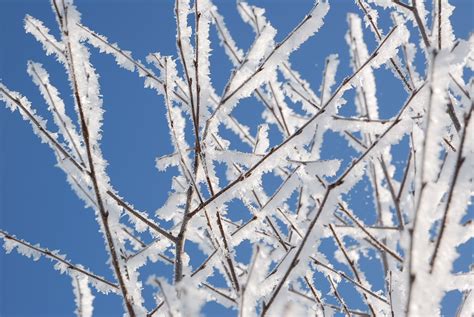 Free Images Tree Branch Snow Winter Plant Frost Ice Weather