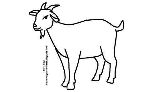 terbaru sketsa gambar kambing