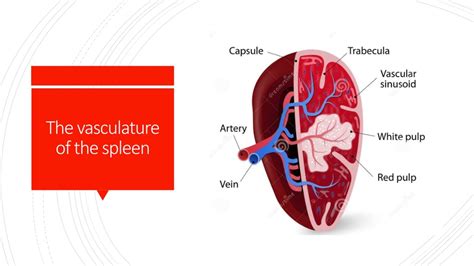 PPT - Liver and Spleen Vasculature PowerPoint Presentation, free ...