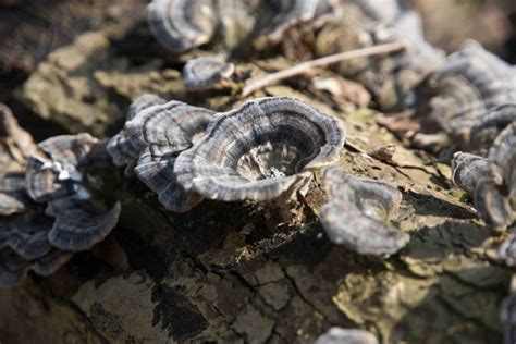 รูปภาพCoriolus – เลือกดูภาพถ่ายสต็อก เวกเตอร์ และวิดีโอ455 | Adobe Stock
