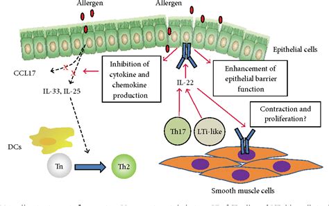 Figure 1 From Roles Of IL 22 In Allergic Airway Inflammation Semantic