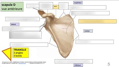 Anatomie Scapula D Vue Ant Rieure Diagram Quizlet