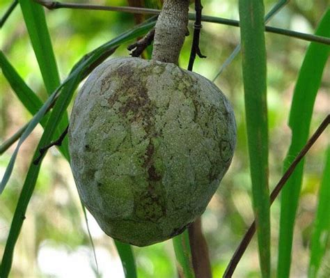 Annona Reticulata Wild Sweetsop Custard Apple Soursop Bullocks