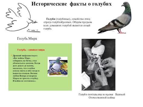 Презентация Домашние голуби (3 класс) доклад, проект