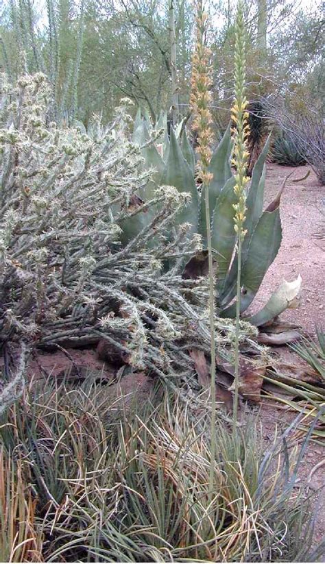 Schotts Century Plant Shindagger Agave Schottii Var Schottii