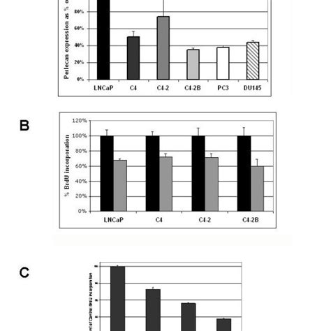 Perlecan Expression And Functional Analysis In Cell Lines A Relative