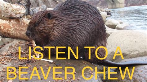 Listen To A Beaver Chew Wood Incredible Close Up Footage Youtube