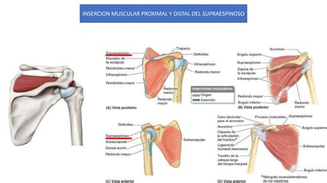 Musculo Supraespinosopptx Descarga Gratuita