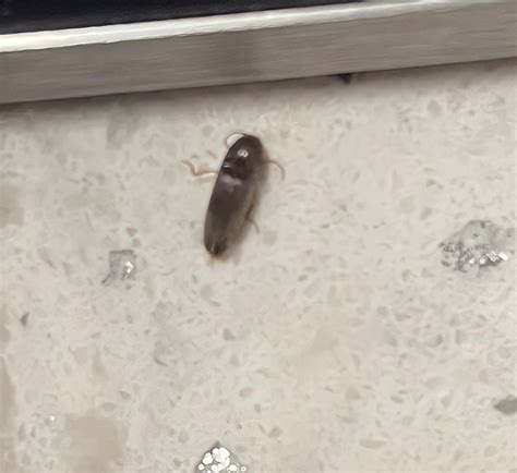 A baby cockroach? : r/bugidentification