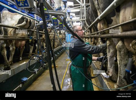 Dairy Farming