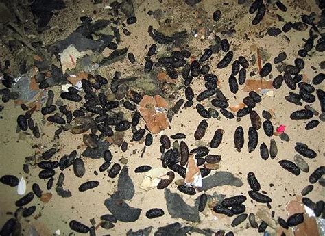 Как выглядит крысиный помет и как его правильно уничтожить — Без Тараканов